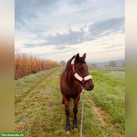 Spazier-/Reitbeteiligung in Allschwil für Appaloosa-Araber