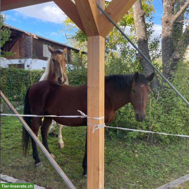 Bild 2: Spazier-/Reitbeteiligung in Allschwil für Appaloosa-Araber
