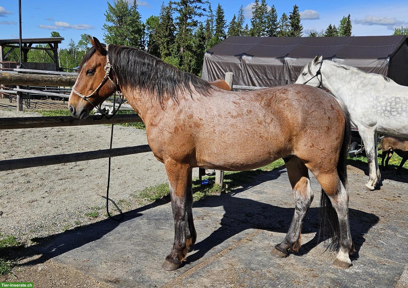 Kanadischer Mustang Wallach