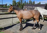 Kanadischer Mustang Wallach