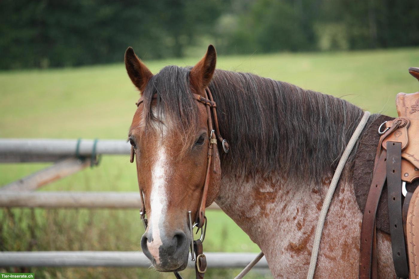 Bild 10: Kanadischer Mustang Wallach