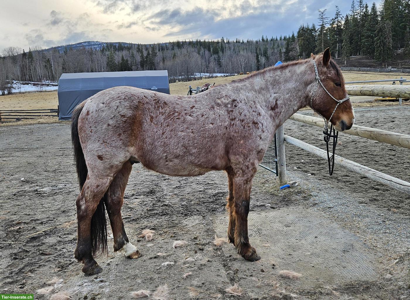 Bild 3: Kanadischer Mustang Wallach