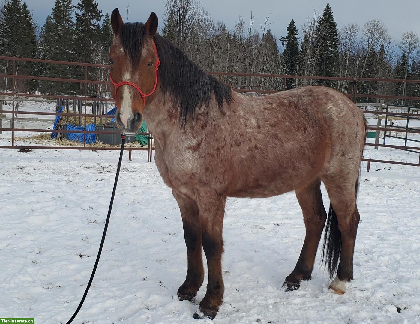 Bild 6: Kanadischer Mustang Wallach