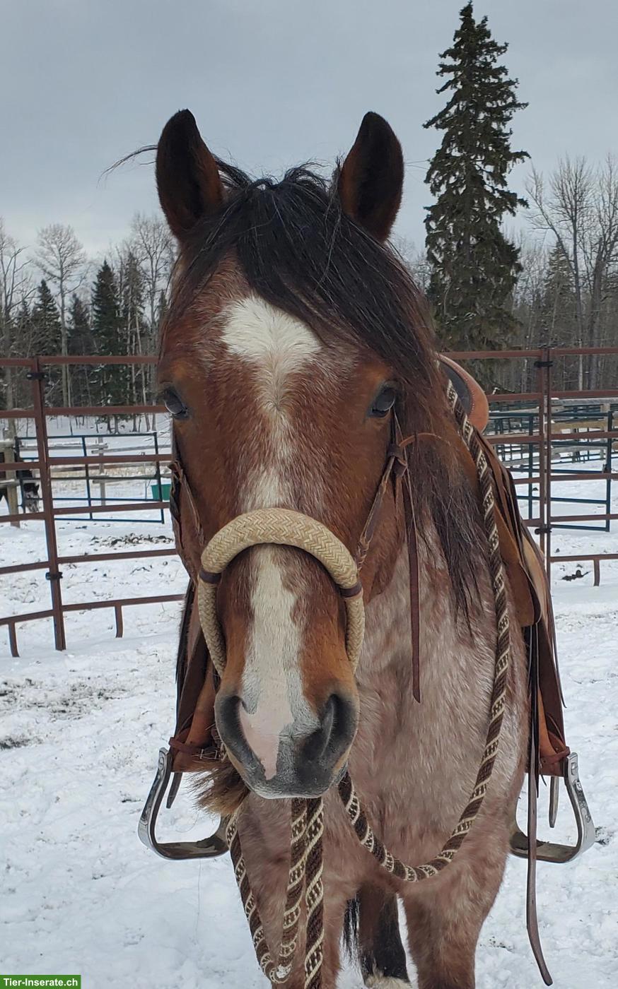 Bild 7: Kanadischer Mustang Wallach
