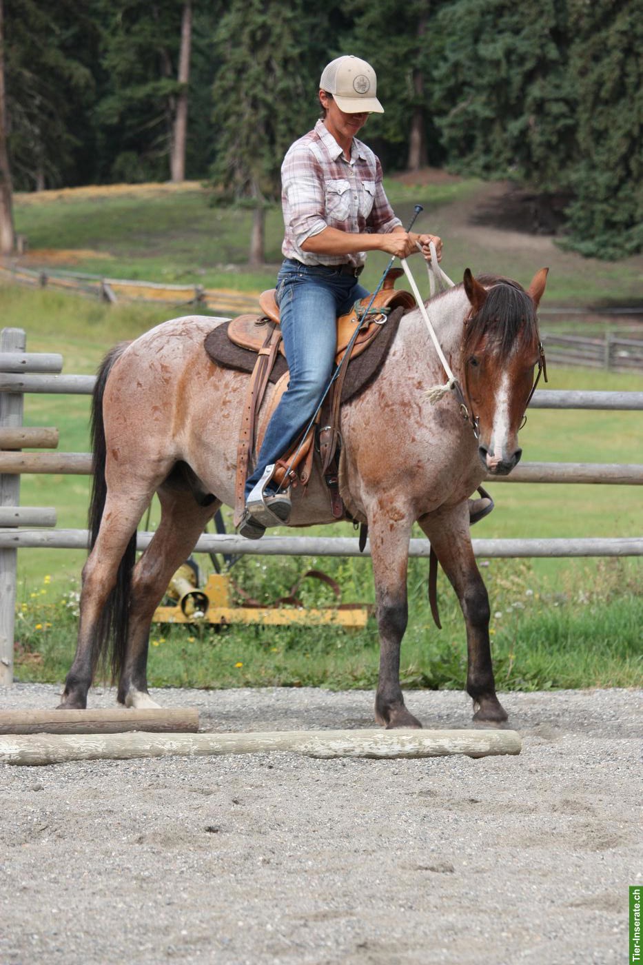 Bild 8: Kanadischer Mustang Wallach