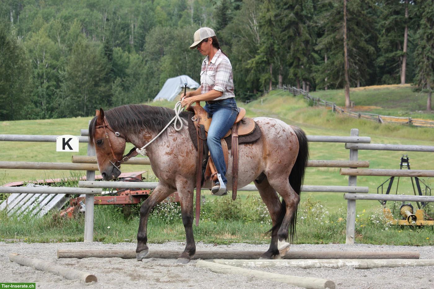 Bild 9: Kanadischer Mustang Wallach