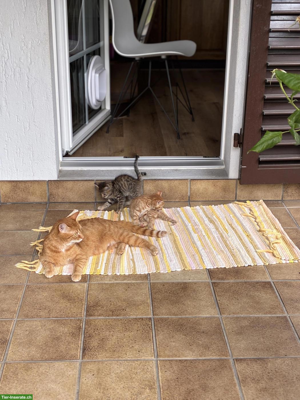 2-jährige Katze sucht Zuhause mit Freigang