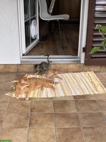 2-jährige Katze sucht Zuhause mit Freigang