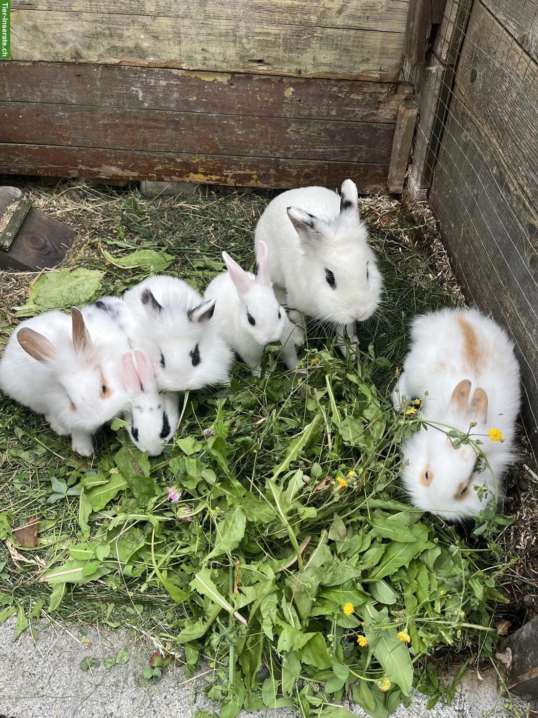 Zwergkaninchen Löwenkopf abzugeben