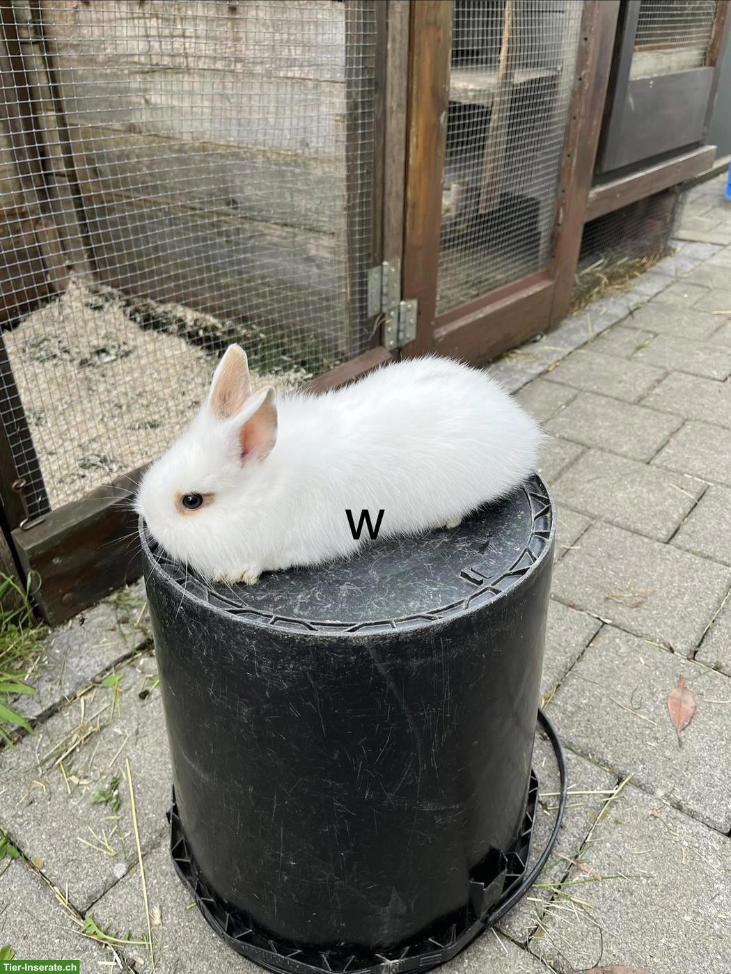 Bild 3: Zwergkaninchen Löwenkopf abzugeben