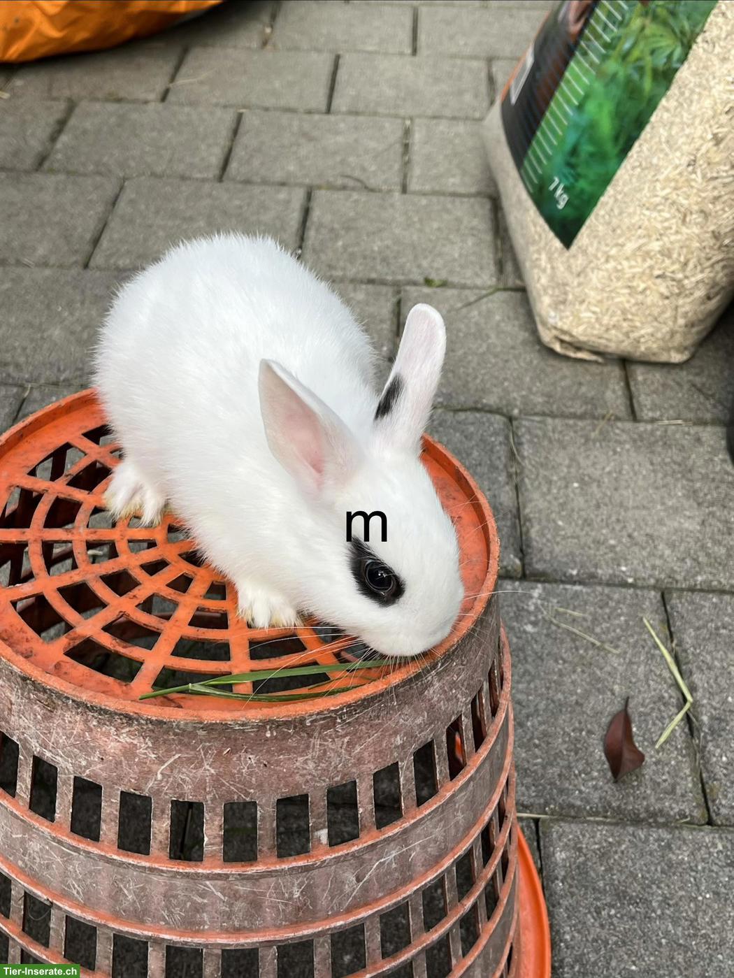 Bild 4: Zwergkaninchen Löwenkopf abzugeben