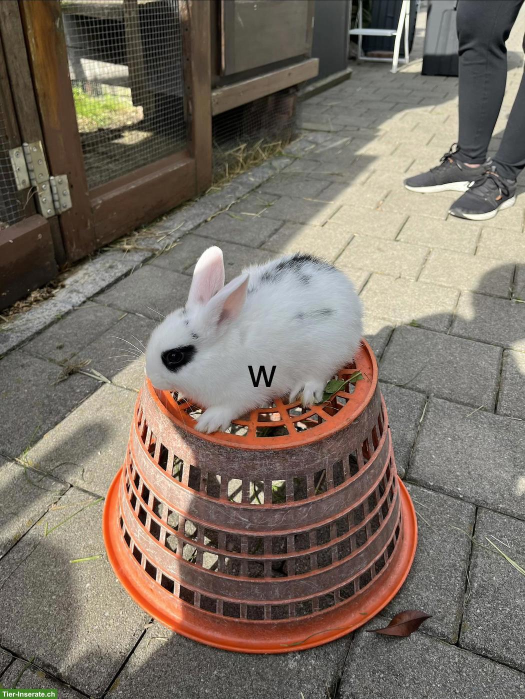 Bild 5: Zwergkaninchen Löwenkopf abzugeben