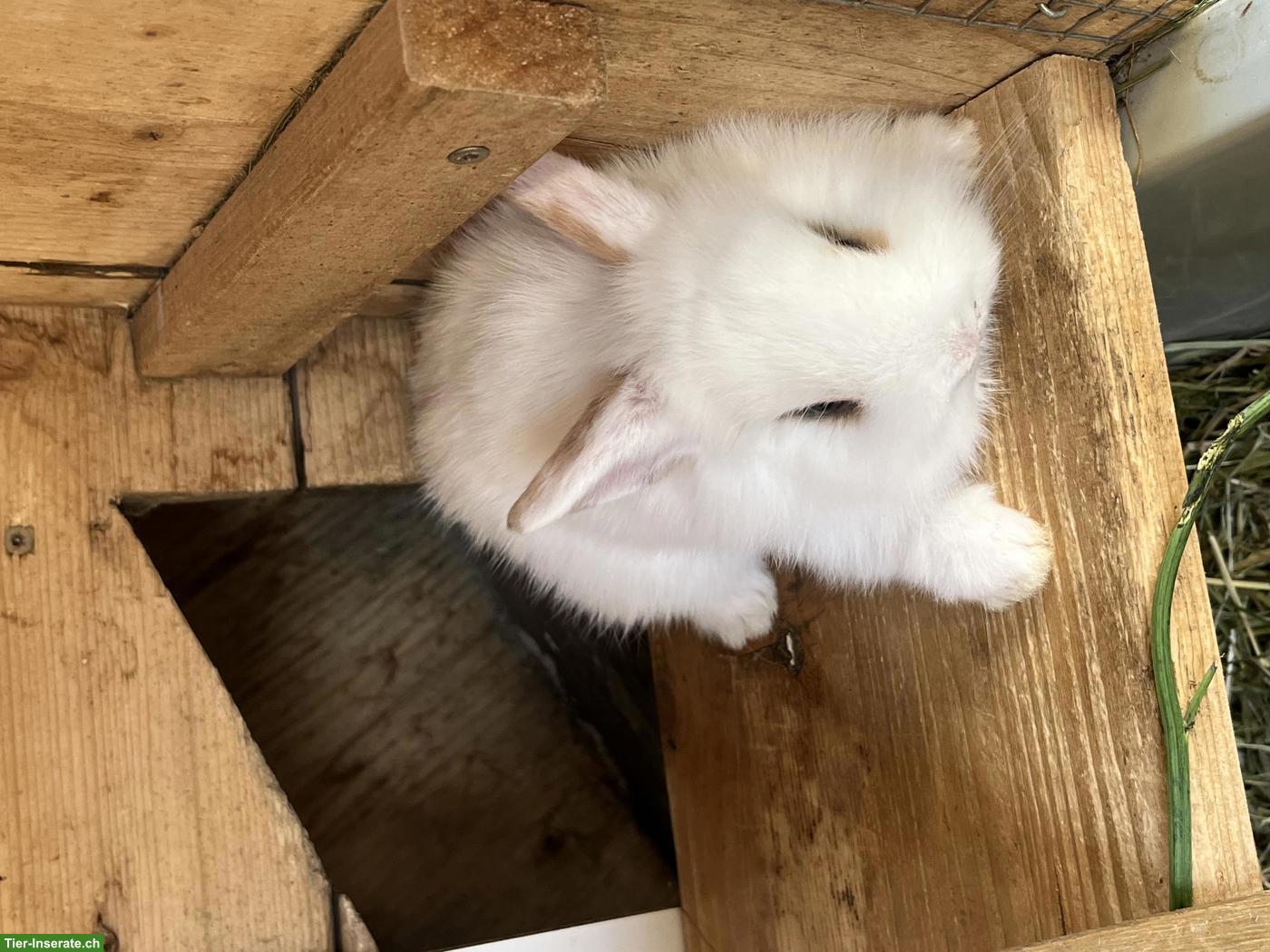 Bild 9: Zwergkaninchen Löwenkopf abzugeben