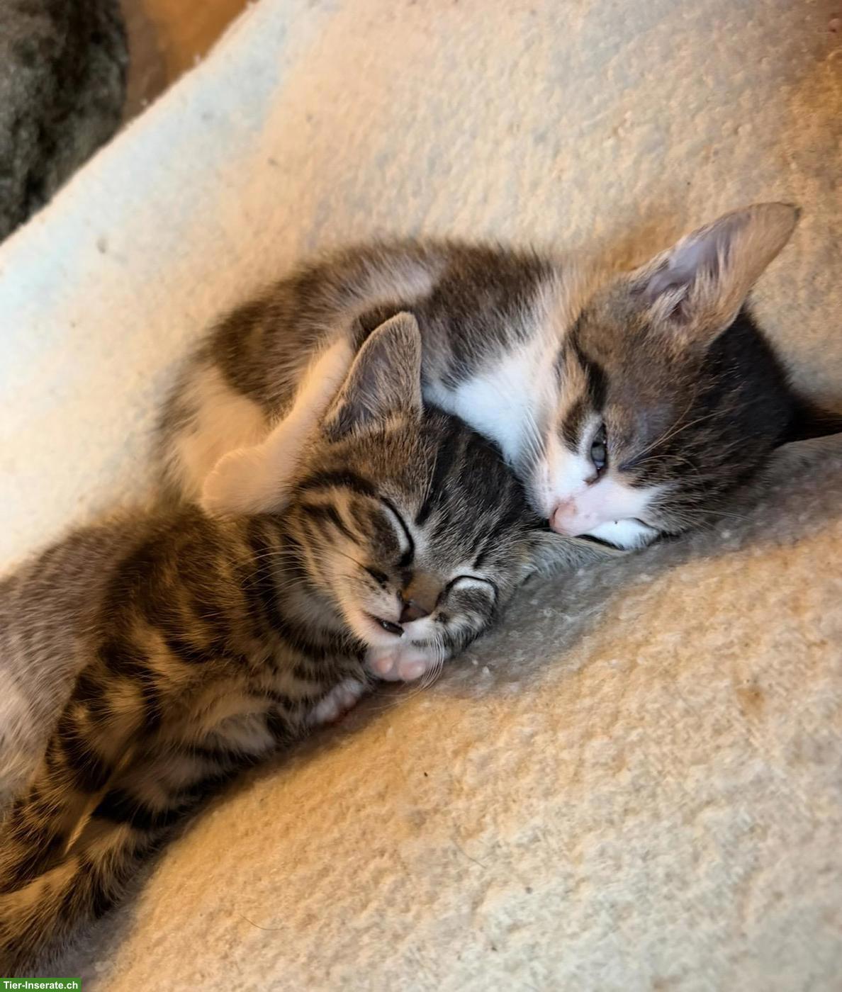 Katzenbabys suchen neues Zuhause mit Freigang