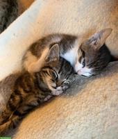 Katzenbabys suchen neues Zuhause mit Freigang