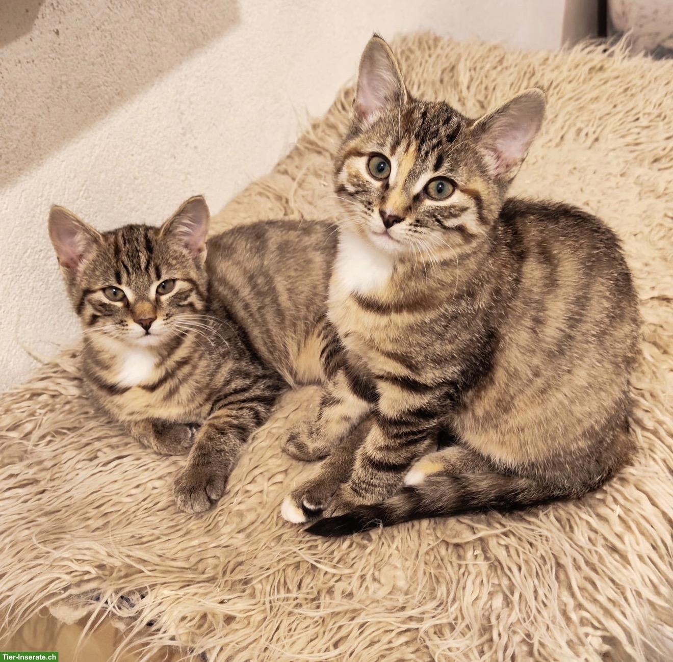 Bild 2: Katzenbabys suchen neues Zuhause mit Freigang