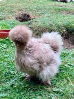 US Silkies Henne mit 2 Küken