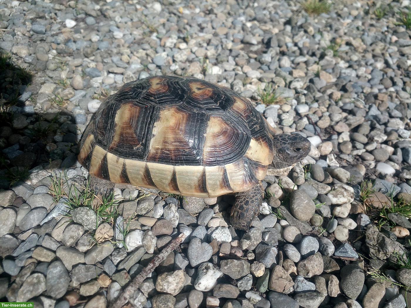 Griechische Landschildkröten Weibchen