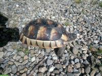 Griechische Landschildkröten Weibchen