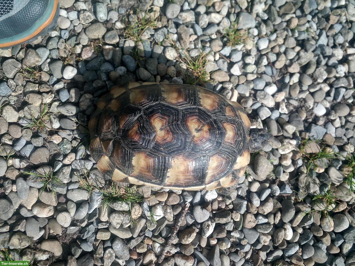 Bild 2: Griechische Landschildkröten Weibchen