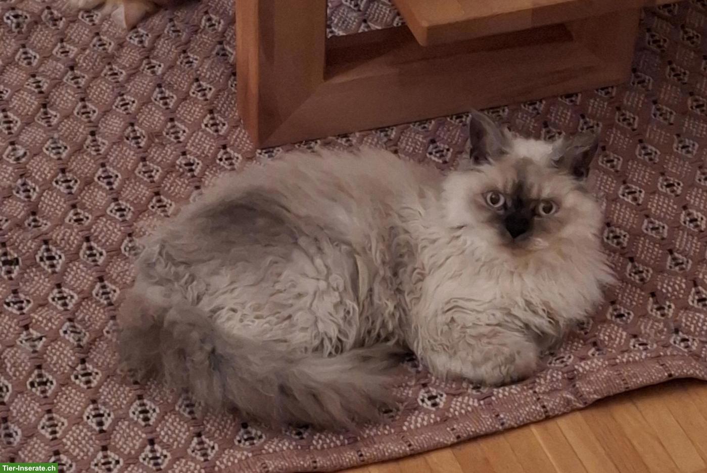 Selkirk Rex Kater sucht ruhiges, liebevolles Zuhause