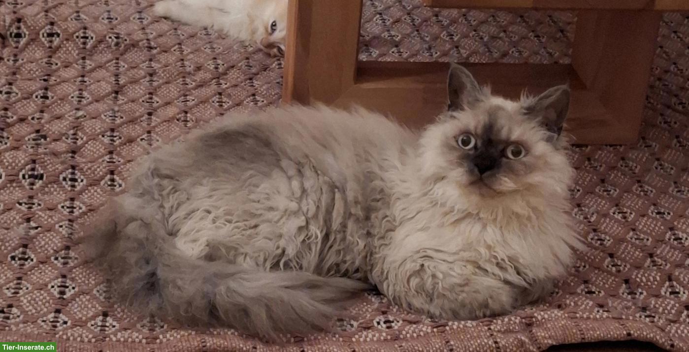 Bild 2: Selkirk Rex Kater sucht ruhiges, liebevolles Zuhause