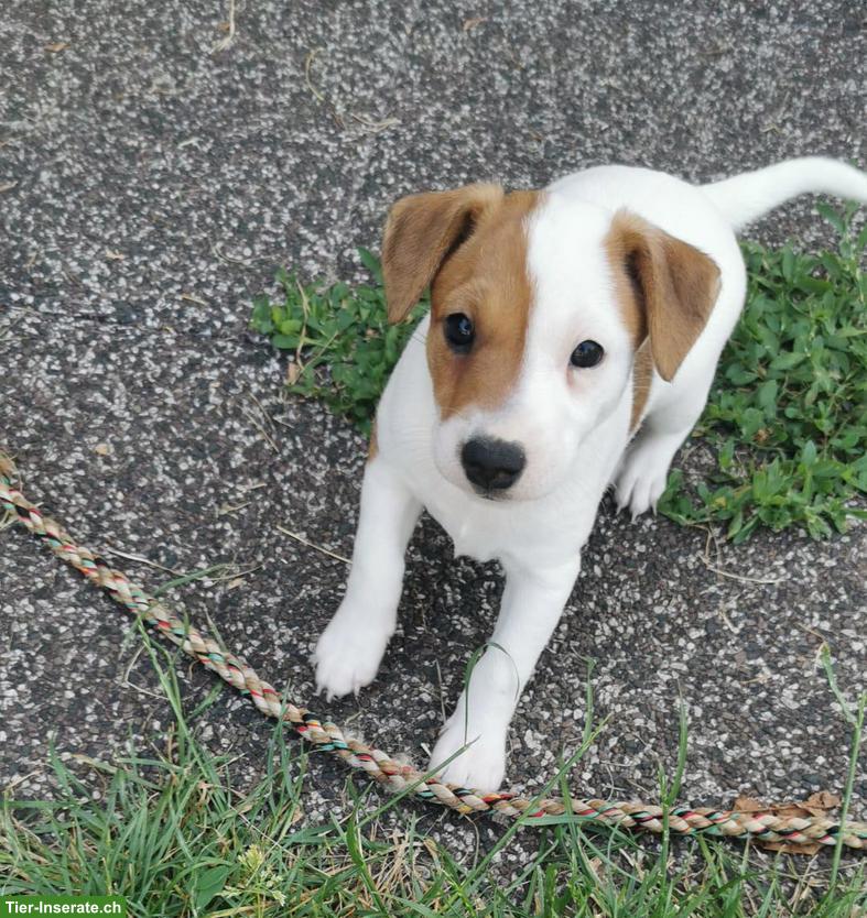 Parson Russell Terrier Welpen zu verkaufen