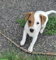 Parson Russell Terrier Welpen zu verkaufen