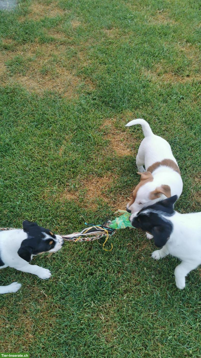Bild 2: Parson Russell Terrier Welpen zu verkaufen