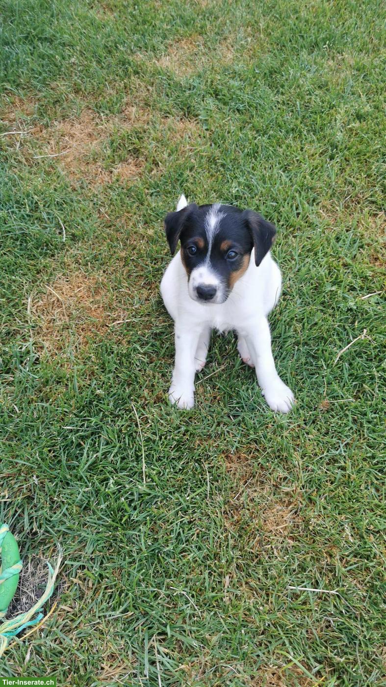 Bild 3: Parson Russell Terrier Welpen zu verkaufen