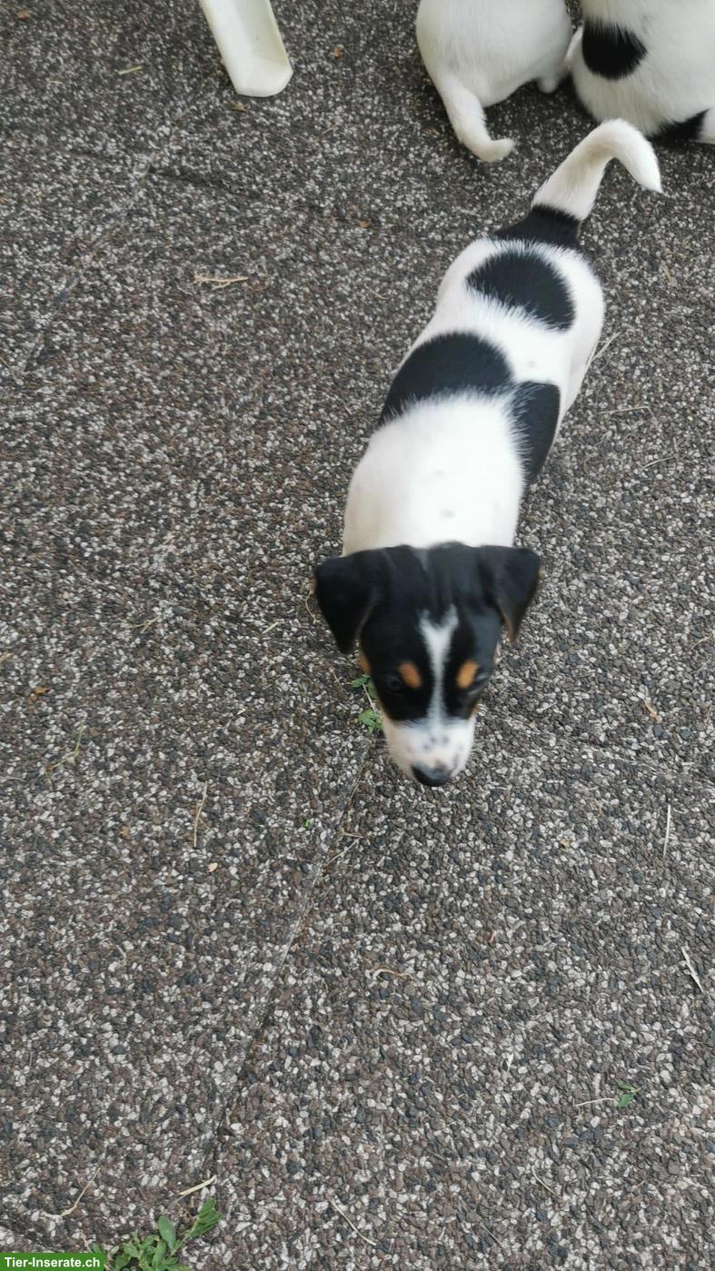 Bild 4: Parson Russell Terrier Welpen zu verkaufen