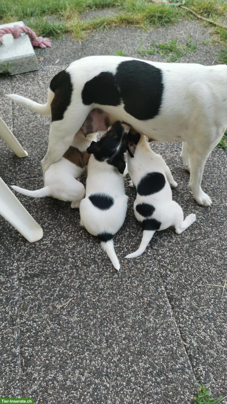 Bild 5: Parson Russell Terrier Welpen zu verkaufen