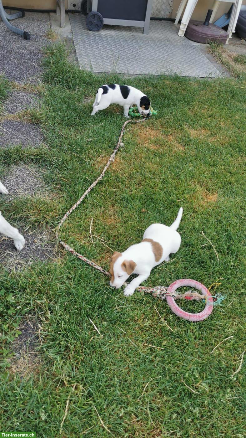 Bild 7: Parson Russell Terrier Welpen zu verkaufen