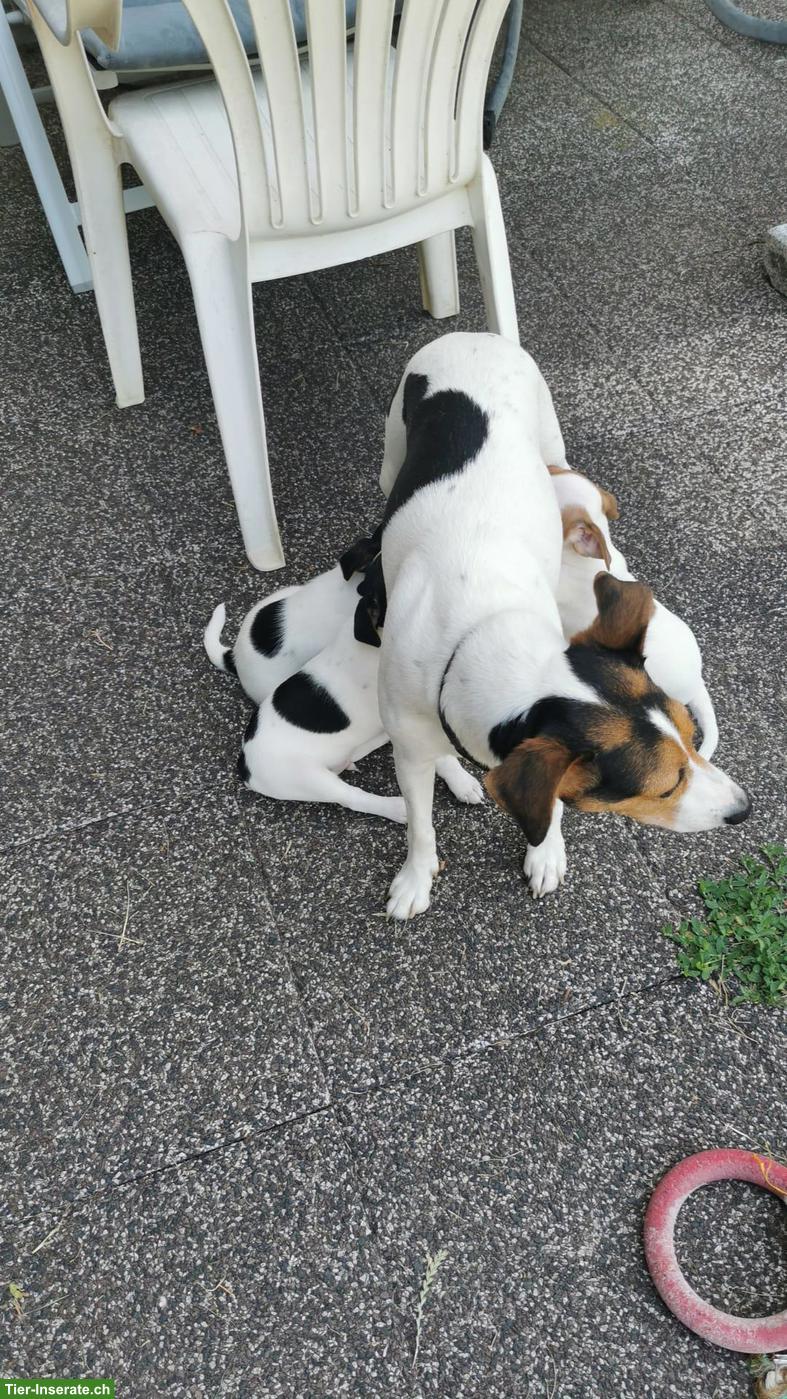 Bild 8: Parson Russell Terrier Welpen zu verkaufen