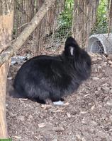 Zwergkaninchen Ruby sucht neues Plätzli