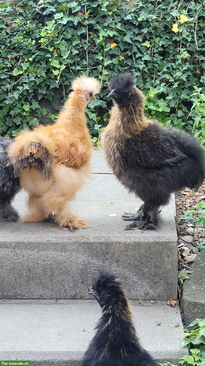 3 junge Seidenhühner, verschiedenfarbig