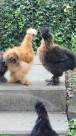 3 junge Seidenhühner, verschiedenfarbig