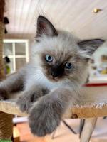 Kitten zu verkaufen, Sibirische Waldkatze x Birma/Neva Masquarade