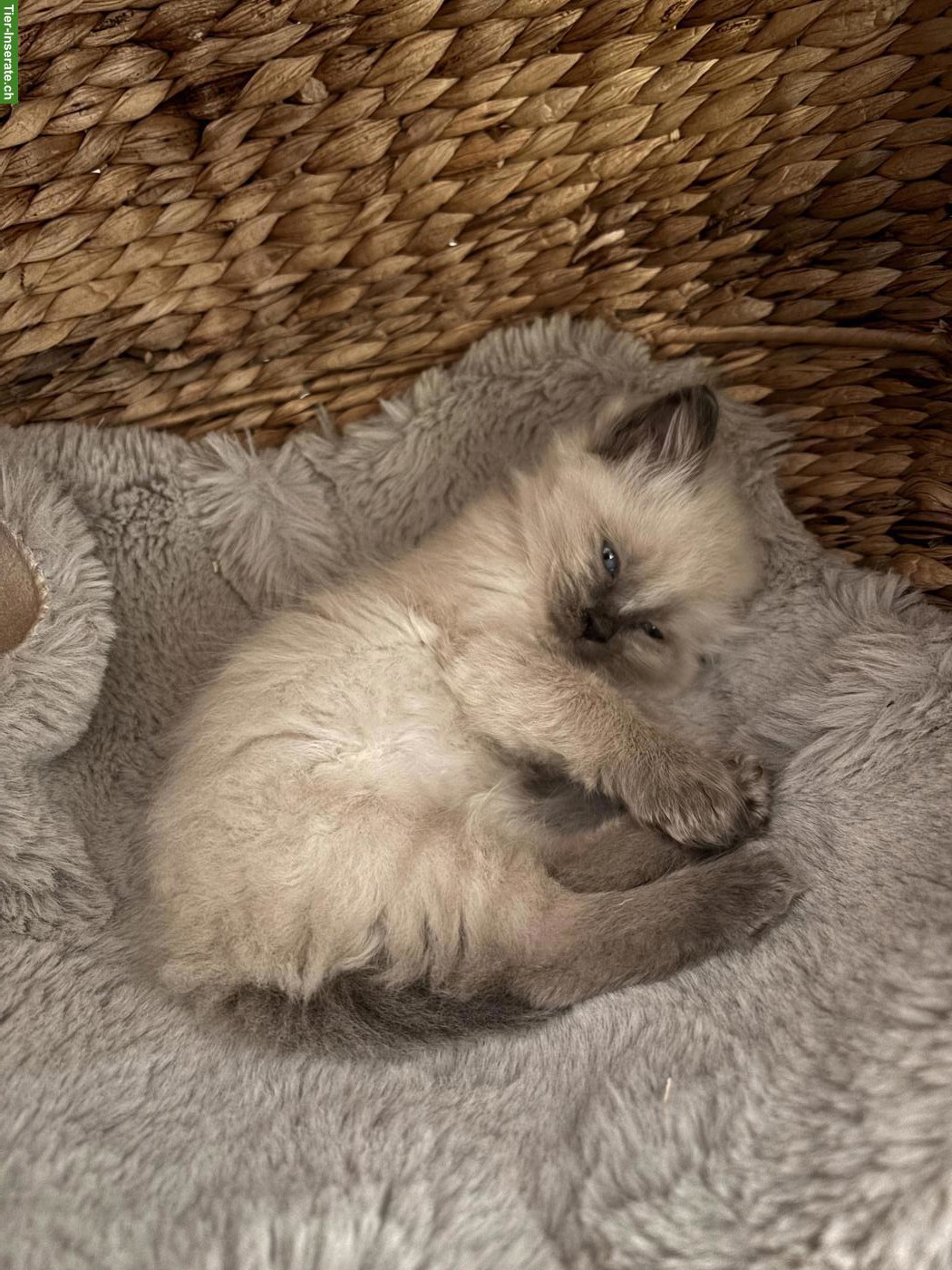 Bild 10: Kitten zu verkaufen, Sibirische Waldkatze x Birma/Neva Masquarade