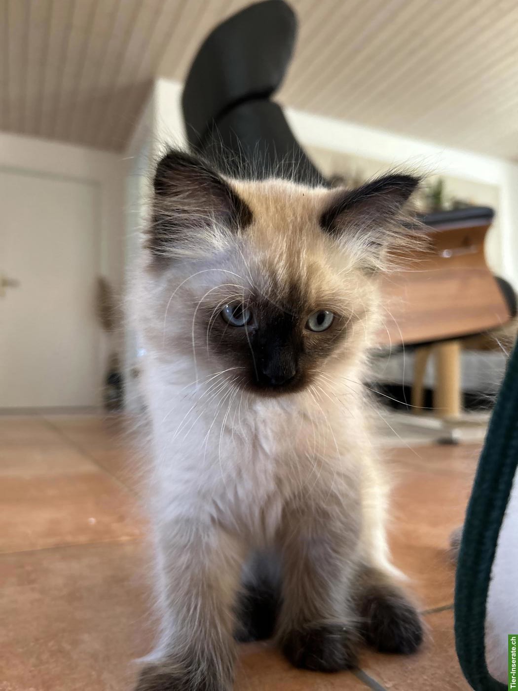 Bild 2: Kitten zu verkaufen, Sibirische Waldkatze x Birma/Neva Masquarade