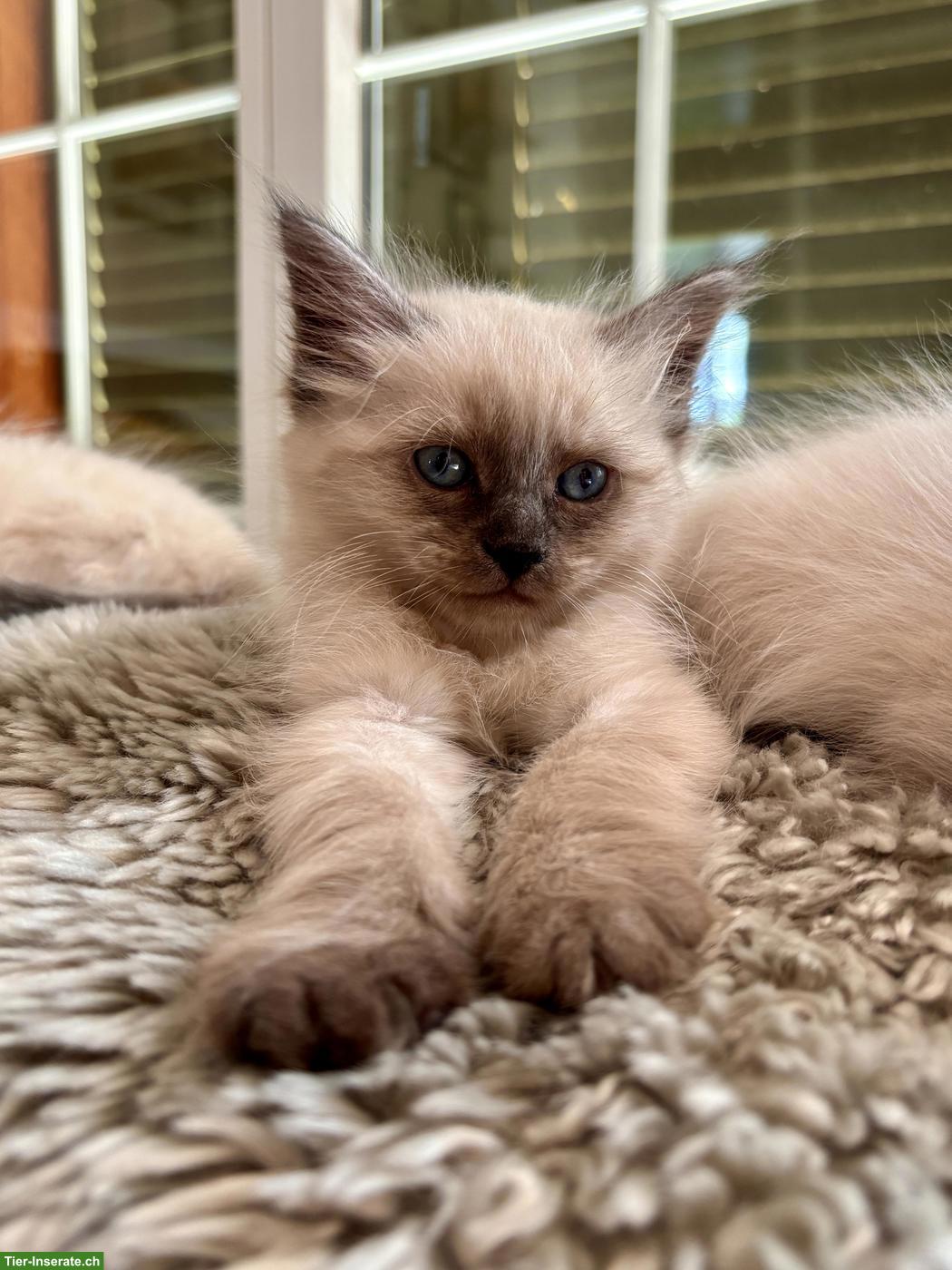 Bild 3: Kitten zu verkaufen, Sibirische Waldkatze x Birma/Neva Masquarade