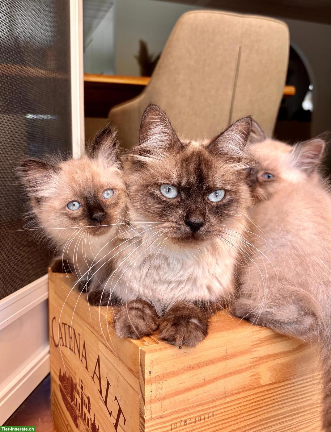 Bild 4: Kitten zu verkaufen, Sibirische Waldkatze x Birma/Neva Masquarade