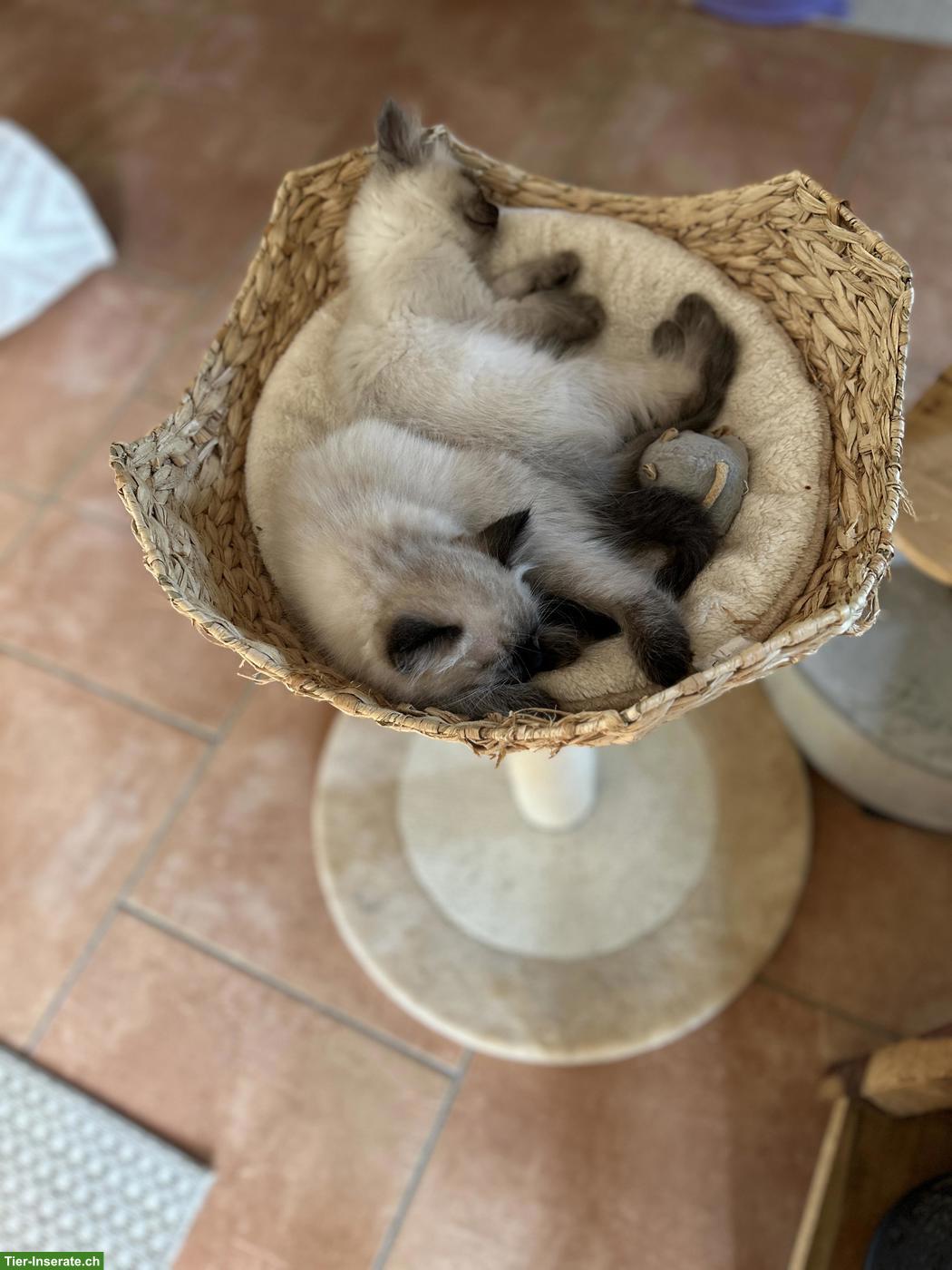 Bild 5: Kitten zu verkaufen, Sibirische Waldkatze x Birma/Neva Masquarade