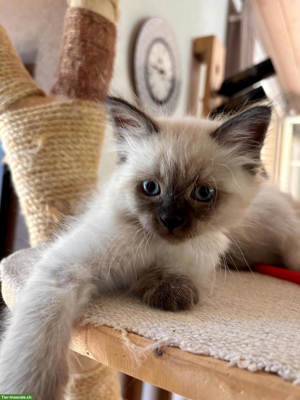 Bild 6: Kitten zu verkaufen, Sibirische Waldkatze x Birma/Neva Masquarade