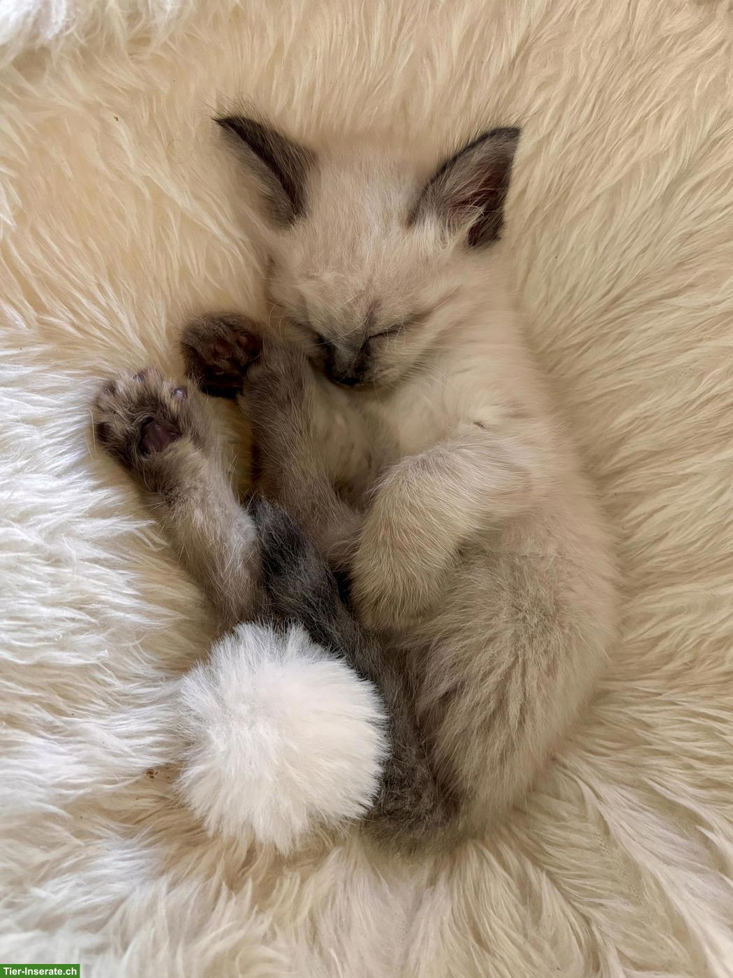 Bild 7: Kitten zu verkaufen, Sibirische Waldkatze x Birma/Neva Masquarade