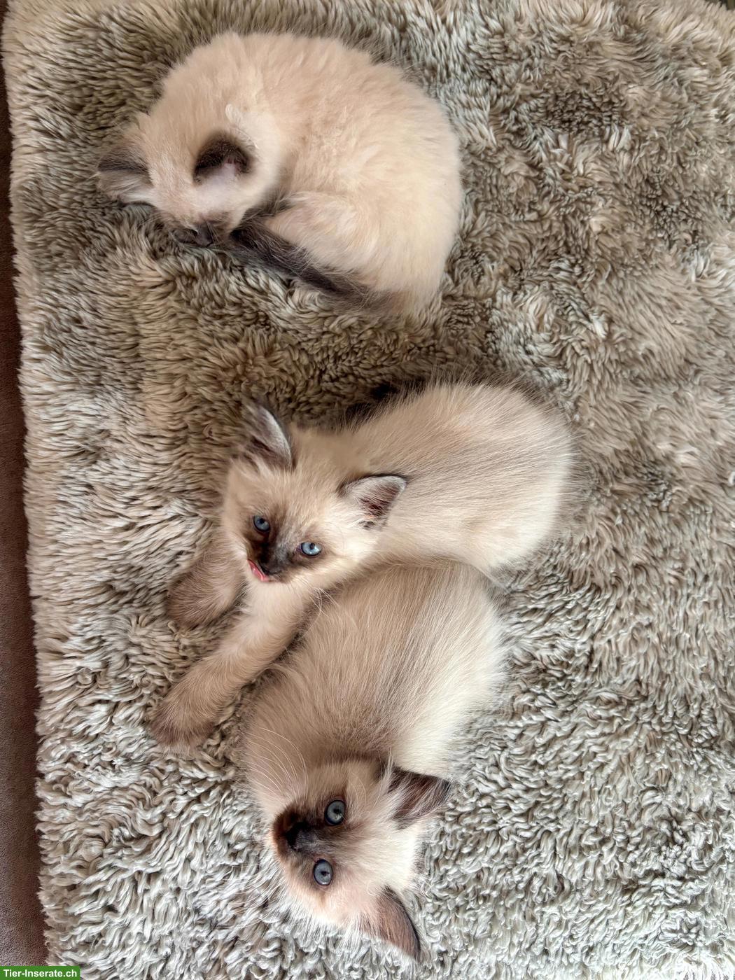 Bild 8: Kitten zu verkaufen, Sibirische Waldkatze x Birma/Neva Masquarade