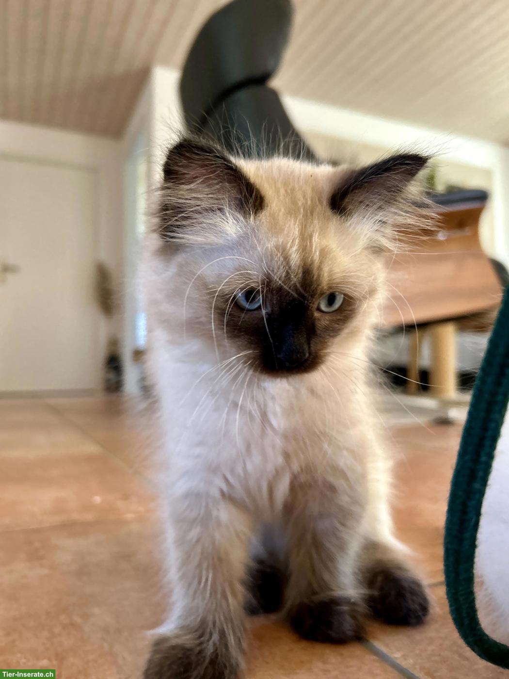 Bild 9: Kitten zu verkaufen, Sibirische Waldkatze x Birma/Neva Masquarade