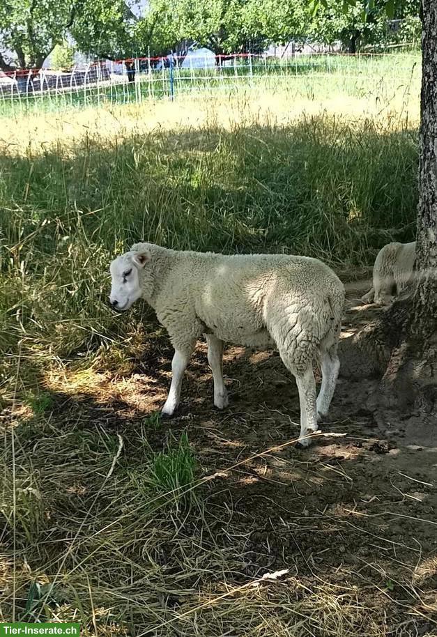 Lammböcke: Texel, Suffolk & Kreuzungen