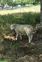 Lammböcke: Texel, Suffolk & Kreuzungen