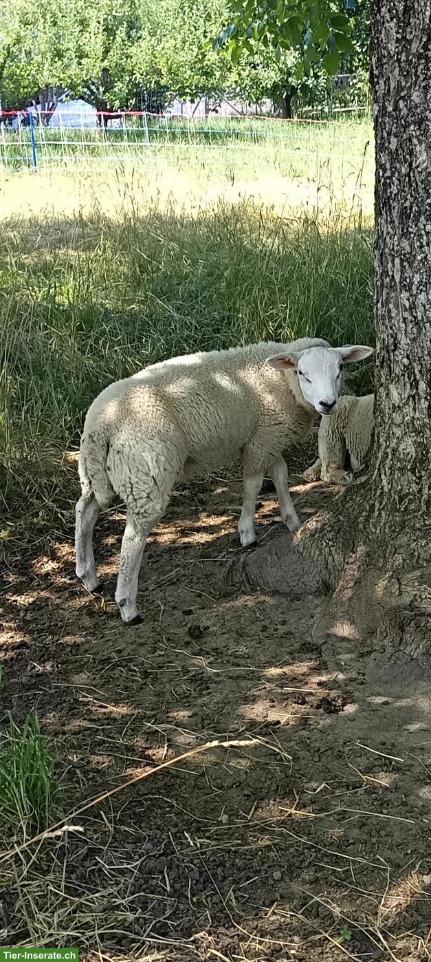 Bild 2: Lammböcke: Texel, Suffolk & Kreuzungen